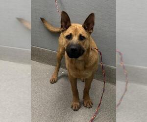 German Shepherd Dog-Unknown Mix Dogs for adoption in Las Vegas, NV, USA