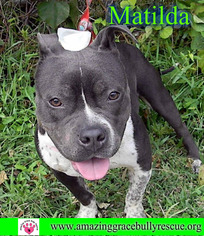 American Pit Bull Terrier-Basset Hound Mix Dogs for adoption in Pensacola, FL, USA