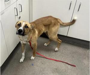 Carolina Dog-Unknown Mix Dogs for adoption in HESPERIA, CA, USA