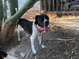 Boglen Terrier Dogs for adoption in Las Vegas, NV, USA