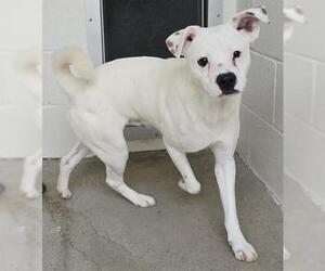 Labrador Retriever-Unknown Mix Dogs for adoption in Houston, TX, USA