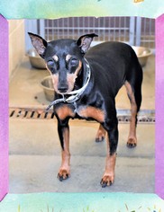 Miniature Pinscher Dogs for adoption in San Jacinto, CA, USA
