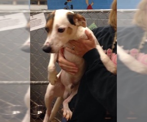 Medium Photo #1 Basset Hound-Unknown Mix Puppy For Sale in Cincinnati, OH, USA