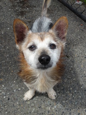 Pembroke Welsh Corgi-Unknown Mix Dogs for adoption in Tacoma, WA, USA