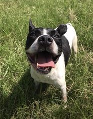 Boston Terrier Dogs for adoption in Jackson, MS, USA
