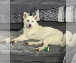 Huskies -Unknown Mix Dogs for adoption in Brooklyn, NY, USA