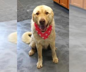 Labrenees Dogs for adoption in Thief River Falls, MN, USA