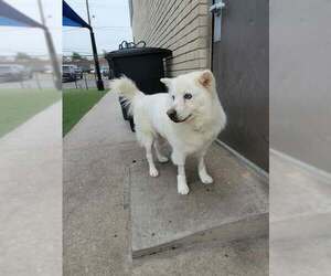 Chow Chow-Unknown Mix Dogs for adoption in New York, NY, USA