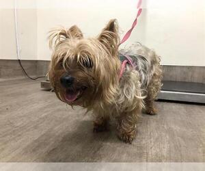 Mutt Dogs for adoption in Pasadena, CA, USA
