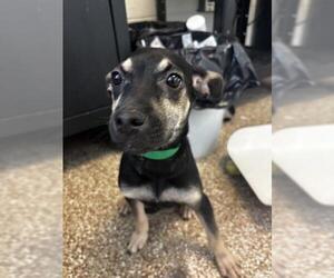 Labrador Retriever-Unknown Mix Dogs for adoption in Pueblo, CO, USA