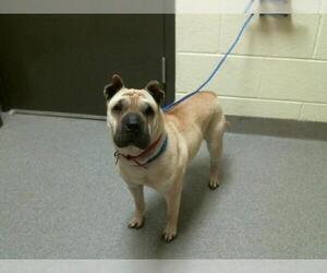 Chinese Shar-Pei Dogs for adoption in Denver, CO, USA