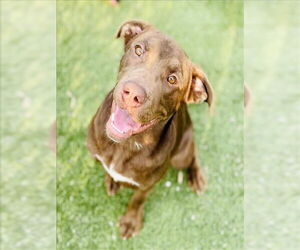 Labrador Retriever Dogs for adoption in Toronto, Ontario, Canada