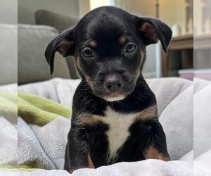 Chihuahua-Colonial Cocker Spaniel Mix Dogs for adoption in San Diego, CA, USA