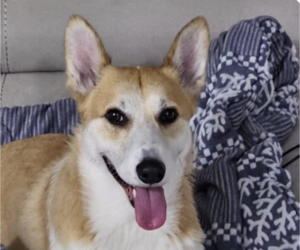 Pembroke Welsh Corgi Dogs for adoption in San Ramon, CA, USA