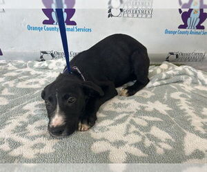 Labrador Retriever-Unknown Mix Dogs for adoption in Orlando, FL, USA