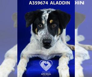 Mutt Dogs for adoption in Stockton, CA, USA