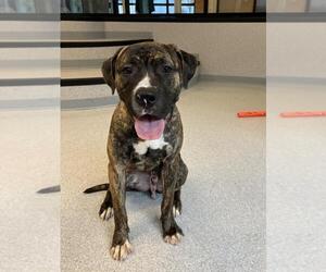 Mastiff Dogs for adoption in Toronto, Ontario, Canada