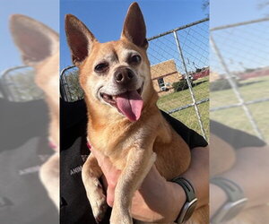 Medium Photo #2 Chihuahua-Unknown Mix Puppy For Sale in Plano, TX, USA