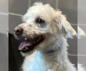Poodle (Miniature) Dogs for adoption in San Martin, CA, USA