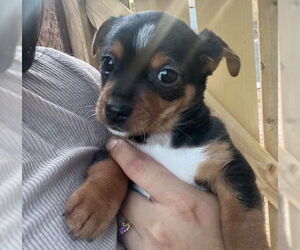 Chihuahua-Unknown Mix Dogs for adoption in Las Vegas, NV, USA