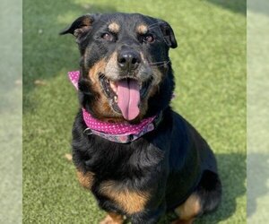 Rottweiler-Unknown Mix Dogs for adoption in Austin, TX, USA