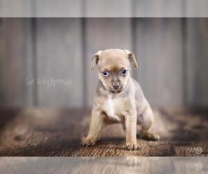 Chihuahua-Unknown Mix Dogs for adoption in Shreveport, LA, USA