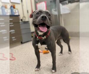 Medium Photo #1 American Pit Bull Terrier Puppy For Sale in Brighton, CO, USA