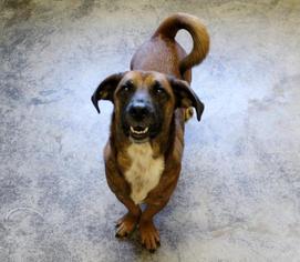 Basset Hound-Unknown Mix Dogs for adoption in Morganton, NC, USA