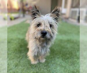 Cairn Terrier Dogs for adoption in Long Beach, CA, USA