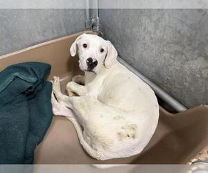Dogo Argentino Dogs for adoption in HESPERIA, CA, USA