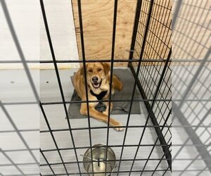 Golden Labrador Dogs for adoption in Calgary, Alberta, Canada