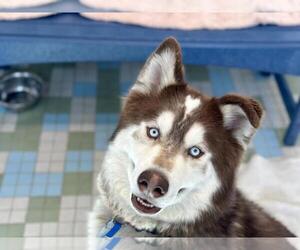 Alaskan Malamute-Unknown Mix Dogs for adoption in Fort Collins, CO, USA