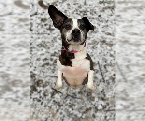 Boglen Terrier Dogs for adoption in New Castle, DE, USA