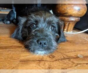 German Wirehaired Pointer Dogs for adoption in Cushing, OK, USA