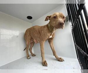 Staffordshire Bull Terrier Dogs for adoption in Houston, TX, USA