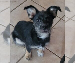 Norfolk Terrier-Unknown Mix Dogs for adoption in San Antonio, TX, USA