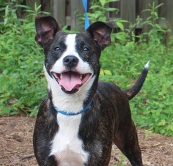 Boston Terrier Dogs for adoption in Brownsboro, AL, USA