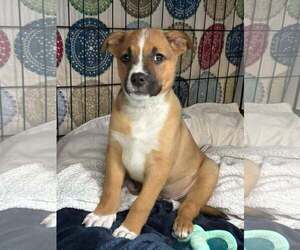 Boxer-Unknown Mix Dogs for adoption in pomfret, CT, USA