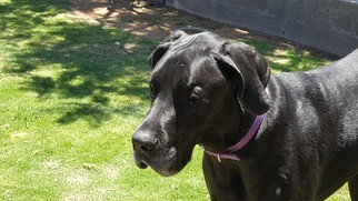 Great Dane Dogs for adoption in Chandler, AZ, USA