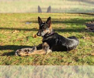 German Shepherd Dog Dogs for adoption in Oak Bluffs, MA, USA