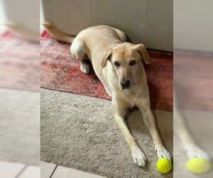 Labrador Retriever-Unknown Mix Dogs for adoption in Missouri City, TX, USA