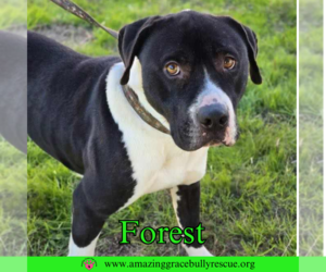 American Pit Bull Terrier-Unknown Mix Dogs for adoption in Pensacola, FL, USA