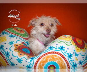 Mutt Dogs for adoption in Salt Lake City, UT, USA