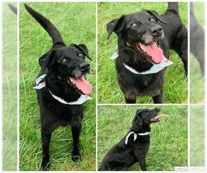 Labrador Retriever Dogs for adoption in Westminster, MD, USA