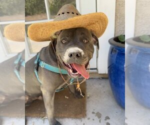 American Pit Bull Terrier-Unknown Mix Dogs for adoption in Santa Monica, CA, USA