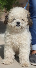 Lhasa-Poo Dogs for adoption in Amarillo, TX, USA