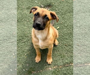 Mutt Dogs for adoption in Phoenix, AZ, USA
