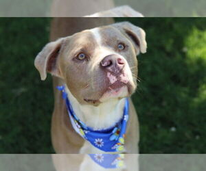 American Pit Bull Terrier-Australian Shepherd Mix Dogs for adoption in Claremore, OK, USA