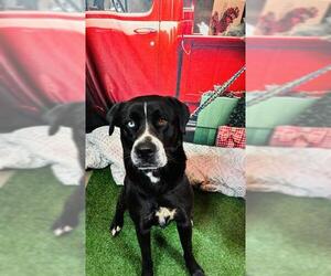 Labrador Retriever-Unknown Mix Dogs for adoption in Globe, AZ, USA