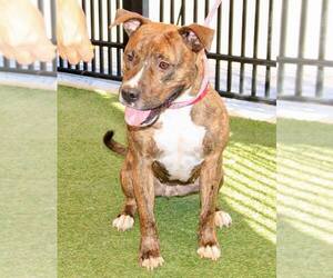 American Pit Bull Terrier-Unknown Mix Dogs for adoption in Grass Valley, CA, USA